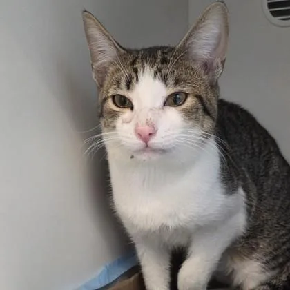 An adult medium-sized male Domestic Short Hair cat named Sweet Tea for adoption in Voorhees, NJ