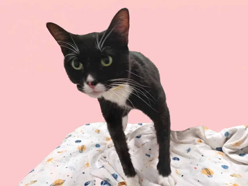 An adult large-sized female Domestic Short Hair cat named Star for adoption in Los Angeles, CA