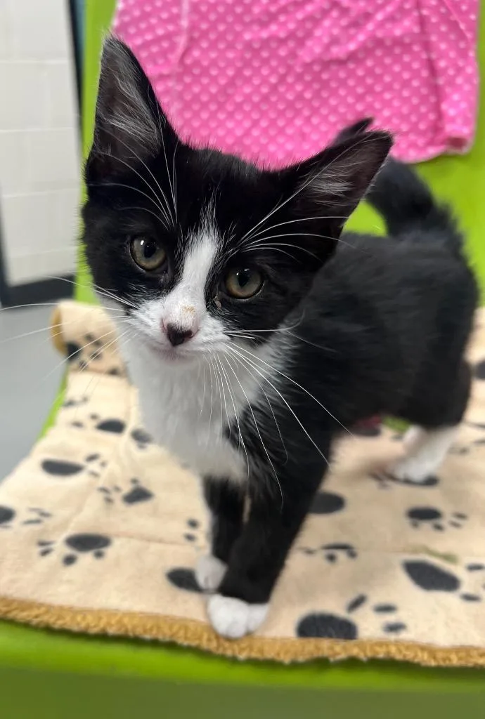 A baby medium-sized female Domestic Short Hair cat named Adeline for adoption in Greeneville, TN