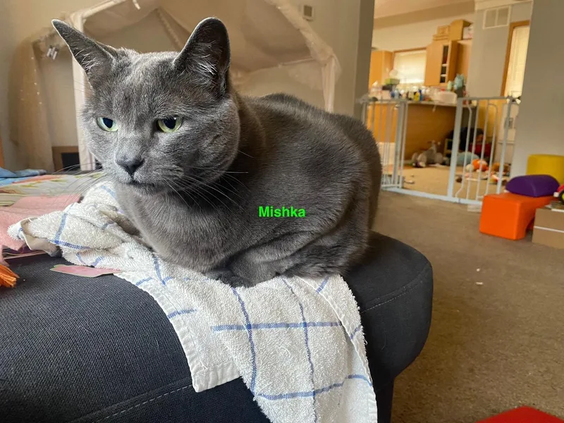 Courtesy Listing Mishka
