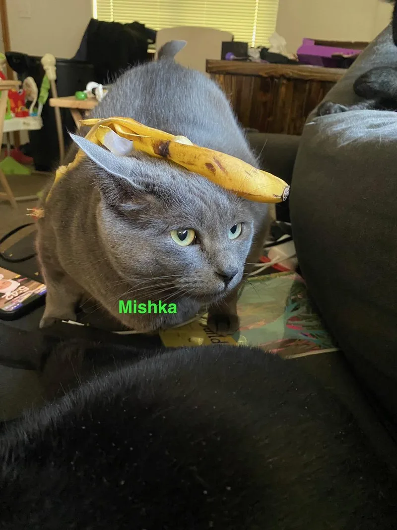 Courtesy Listing Mishka thumbnail 2