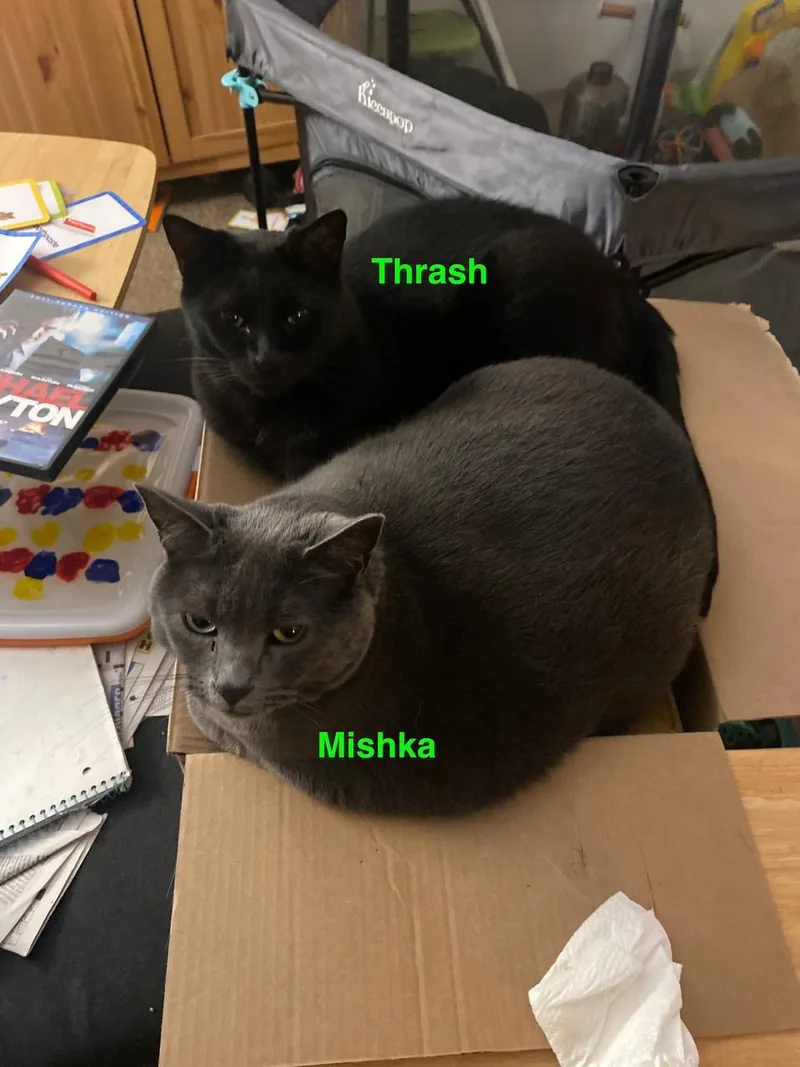 Courtesy Listing Mishka thumbnail 4