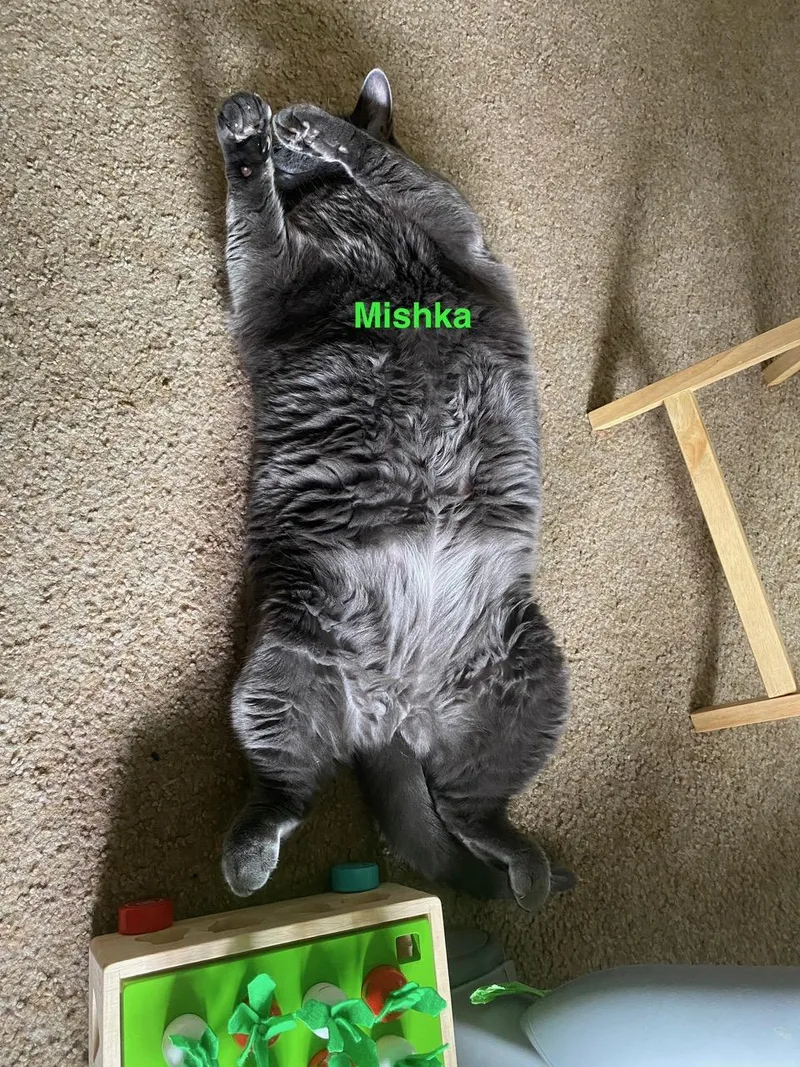 Courtesy Listing Mishka thumbnail 5