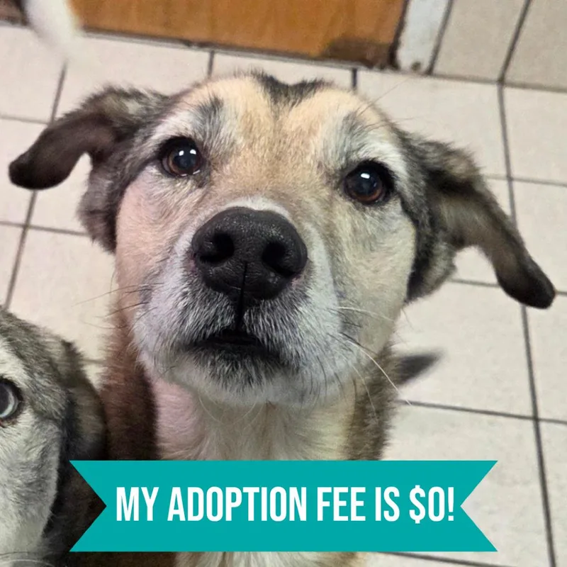 A senior medium-sized female Gray / Blue / Silver Mixed Breed dog named Kalesi for adoption in Charleston, WV