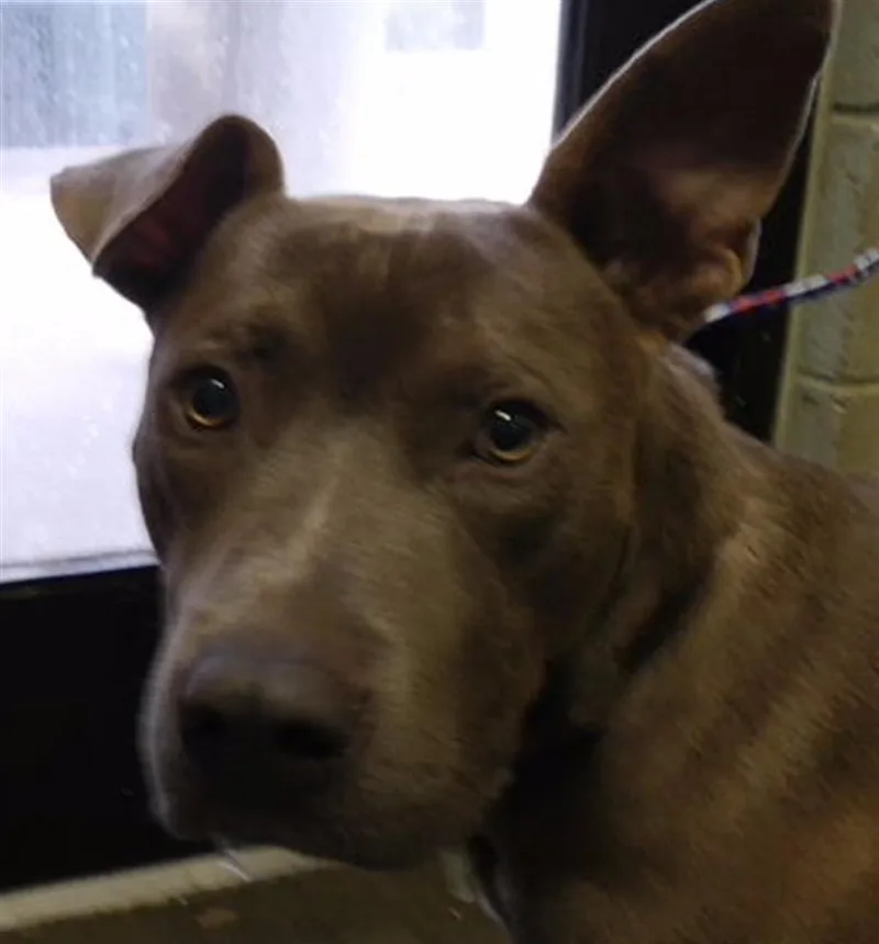 A young large-sized male Pit Bull Terrier dog named Weston for adoption in Tulsa, OK