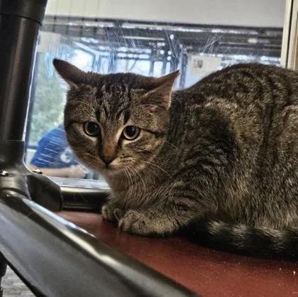 An adult medium-sized female Tabby (Gray / Blue / Silver) Domestic Short Hair cat named Cloud for adoption in Dubuque, IA