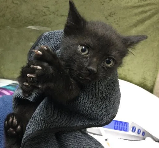 A baby small-sized male Domestic Short Hair cat named Batboy for adoption in Riverside, CA
