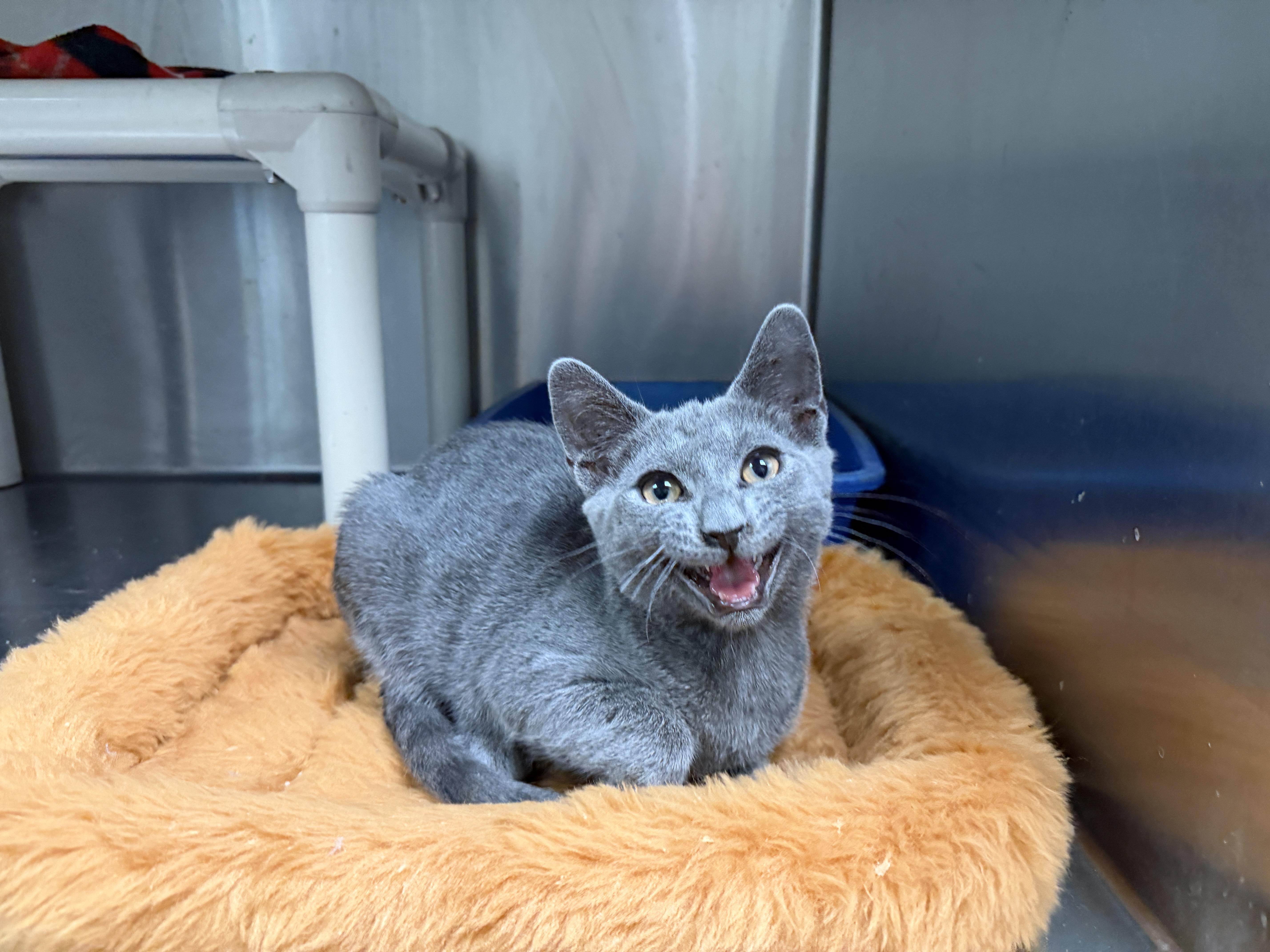 A baby medium-sized male Gray / Blue / Silver Domestic Short Hair cat named Honda for adoption in Wantagh, NY