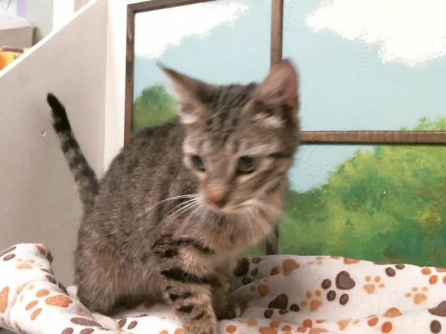 A young medium-sized female Domestic Short Hair cat named Trinity for adoption in Houston, TX