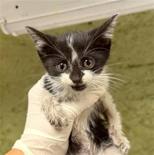 A baby small-sized female Domestic Short Hair cat named Ophelia for adoption in Riverside, CA
