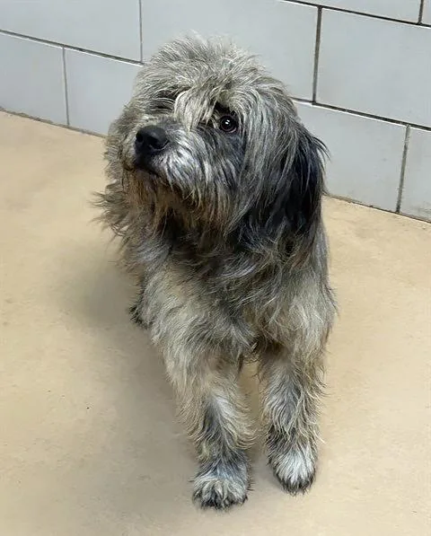 An adult medium-sized male Black Mixed Breed dog named Schmear for adoption in Nashville, TN