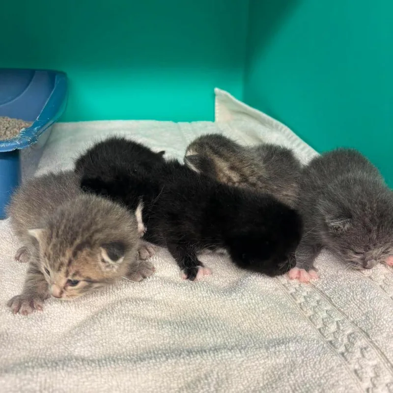 A baby small-sized male Gray / Blue / Silver Domestic Short Hair cat named Copper for adoption in Edwardsville, IL