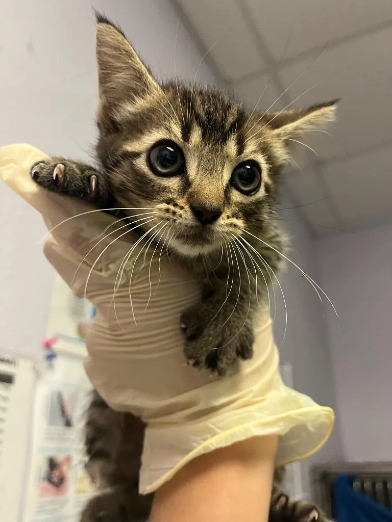 A baby medium-sized male Domestic Short Hair cat named Eeyore for adoption in New Braunfels, TX