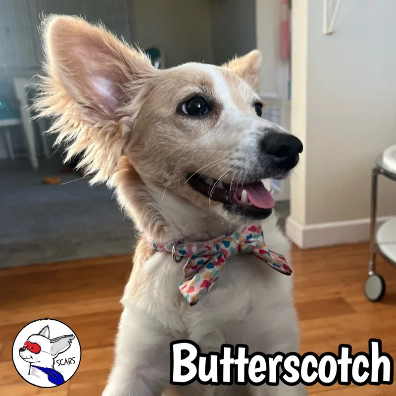 Butterscotch thumbnail 2