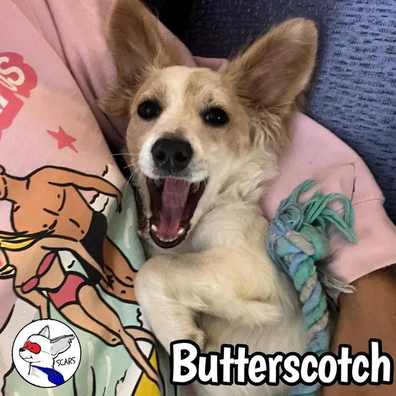 Butterscotch thumbnail 3