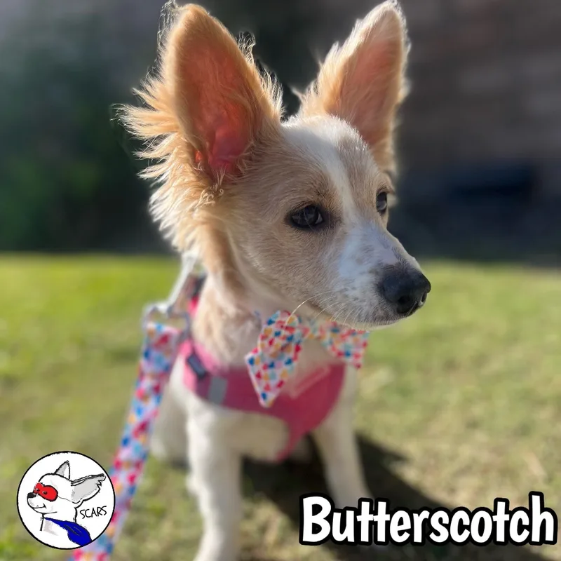 Butterscotch thumbnail 5