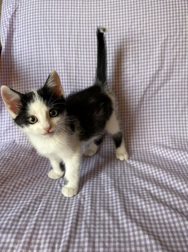 A young small-sized male Black & White / Tuxedo Domestic Short Hair cat named Juice Bonded with Beetle for adoption in Coralville, IA