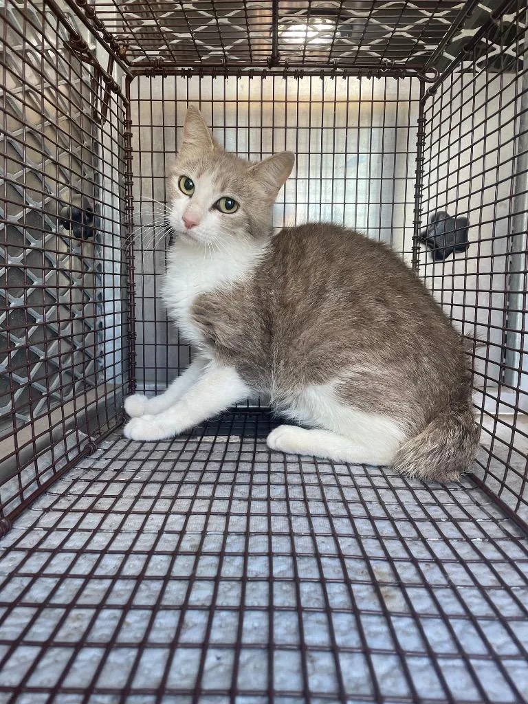A young small-sized male Domestic Short Hair cat named Pontius for adoption in New Braunfels, TX