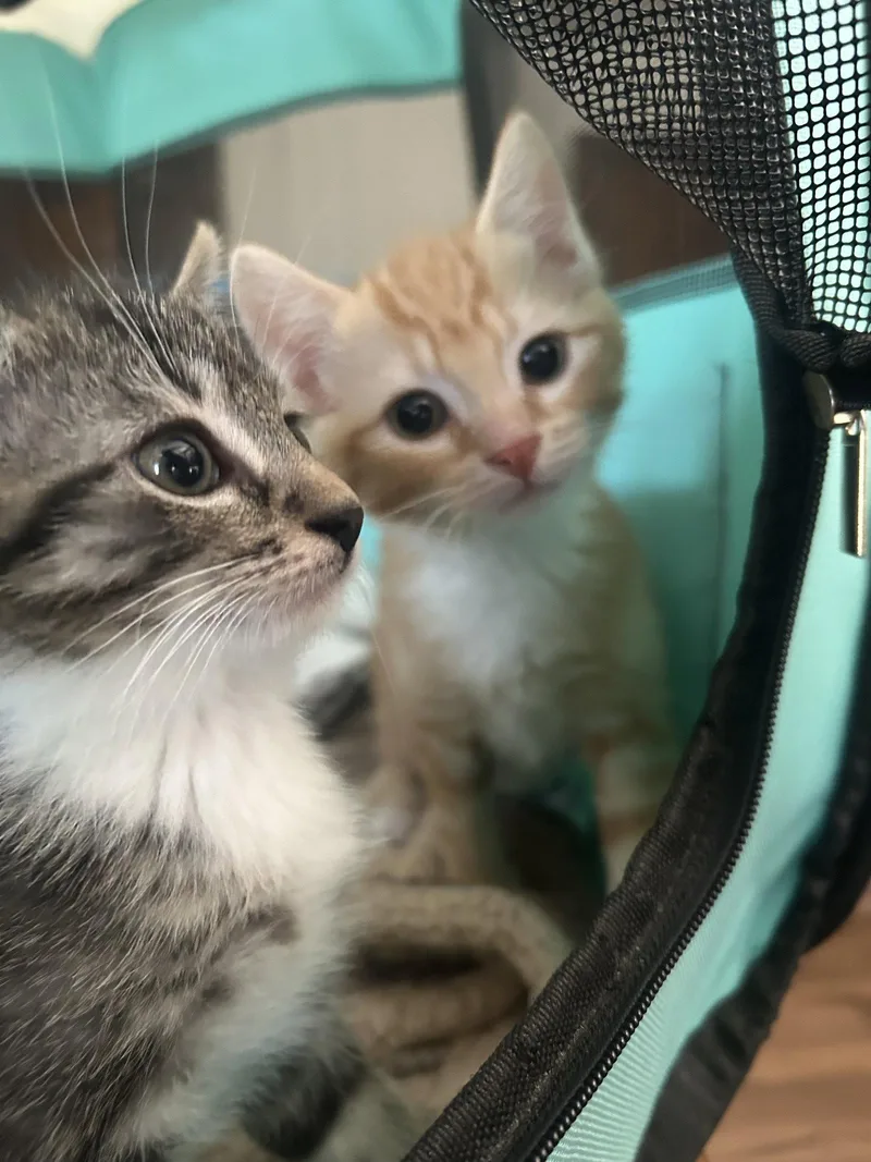 A baby medium-sized male Orange / Red Domestic Short Hair cat named Toulouse for adoption in Lancaster, PA