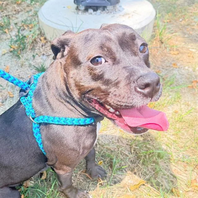 A young large-sized female Pit Bull Terrier dog named Luna for adoption in Indianapolis, IN