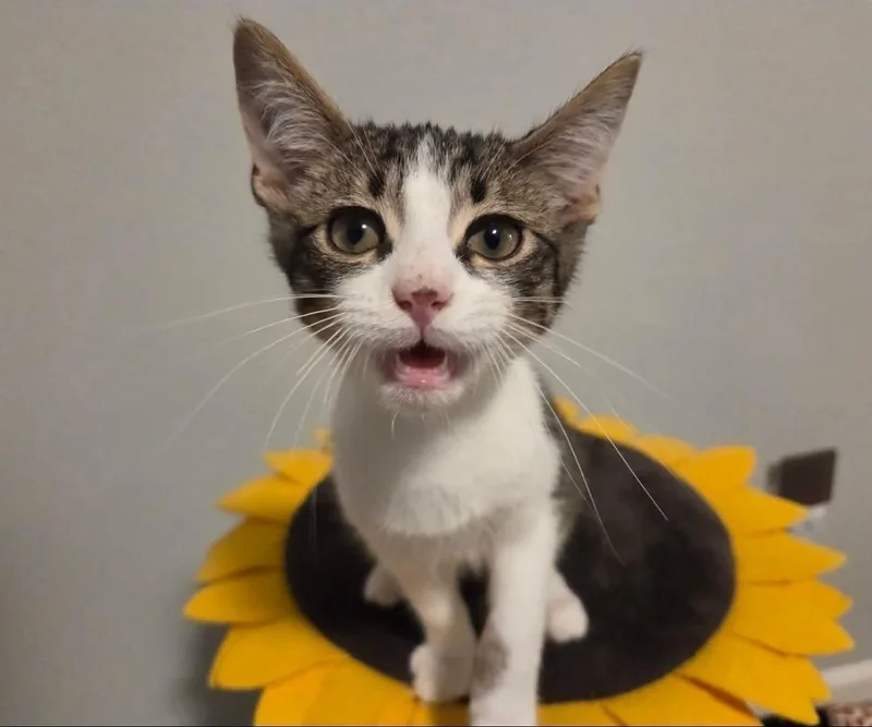 A baby medium-sized male Gray & White Domestic Short Hair cat named Dave for adoption in Sedalia, CO
