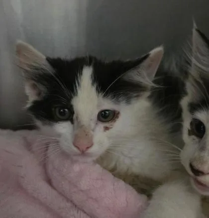 A baby small-sized male Domestic Medium Hair cat named Pouncer for adoption in Clinton, MO