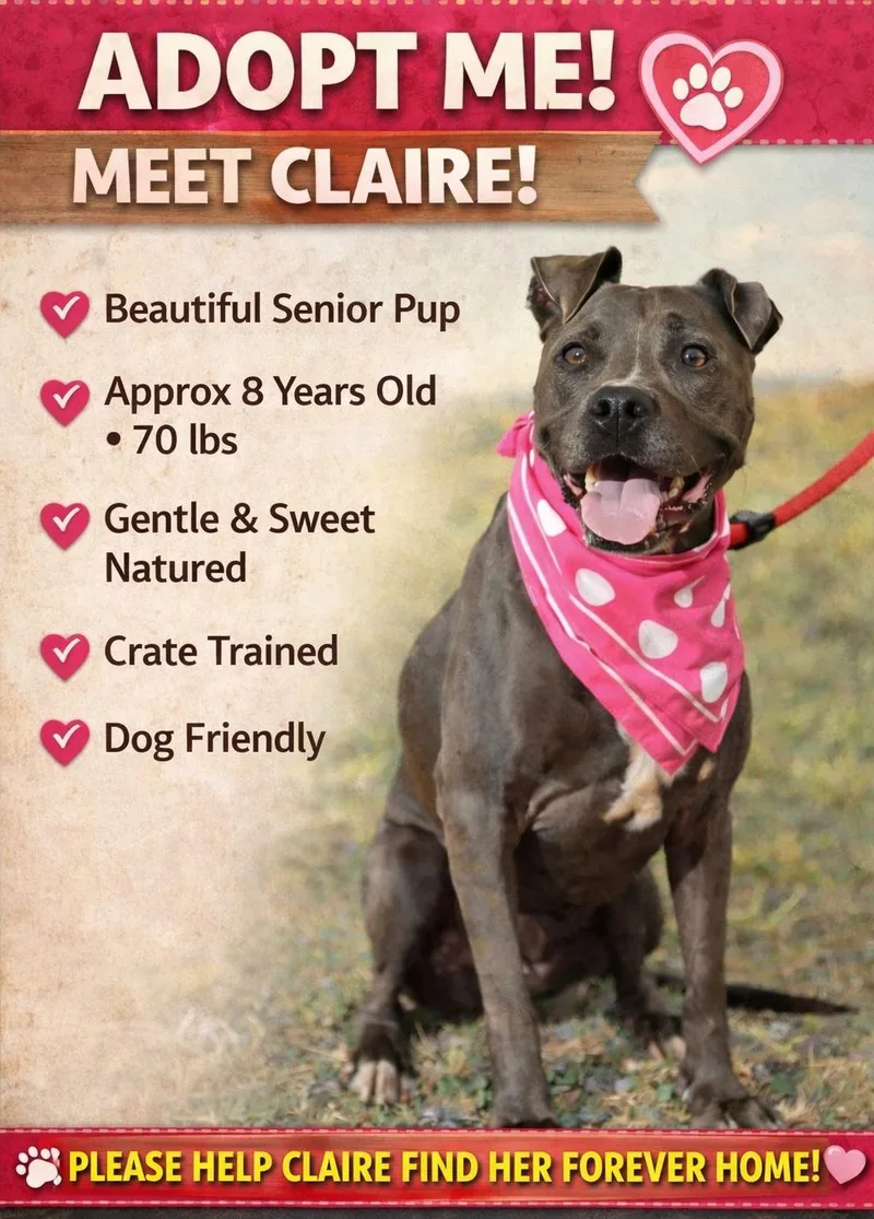 A senior large-sized female Pit Bull Terrier dog named Claire for adoption in Corsicana, TX
