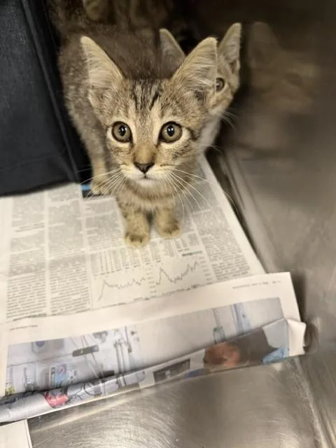 A baby medium-sized female Domestic Short Hair cat named Wayla for adoption in Van Nuys, CA