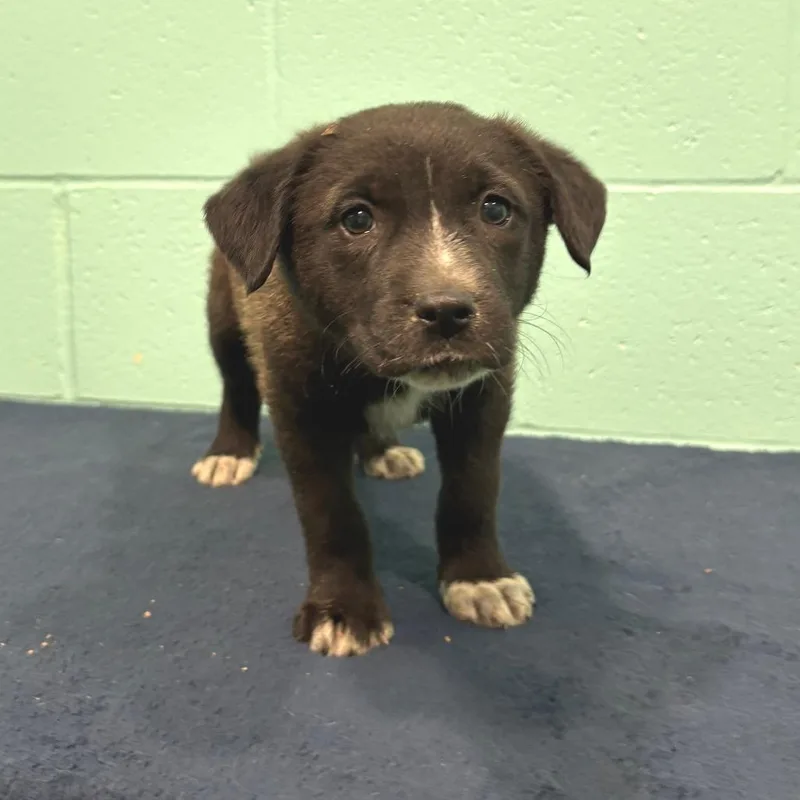 A baby small-sized female Black Labrador Retriever dog named Addie Kate for adoption in Cabot, AR