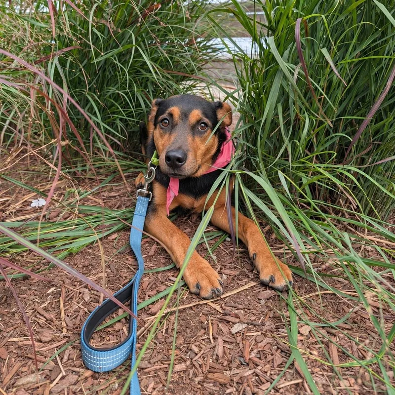 A baby medium-sized female Labrador Retriever dog named Baela for adoption in Pembroke, MA