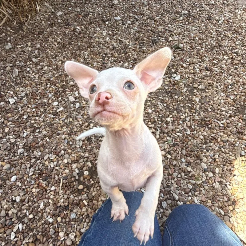A baby small-sized male White / Cream Chihuahua dog named Algernon for adoption in Bastrop, TX