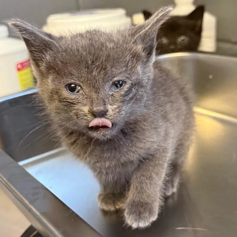A baby small-sized female Gray / Blue / Silver Domestic Short Hair cat named Amethyst for adoption in Tuscaloosa, AL