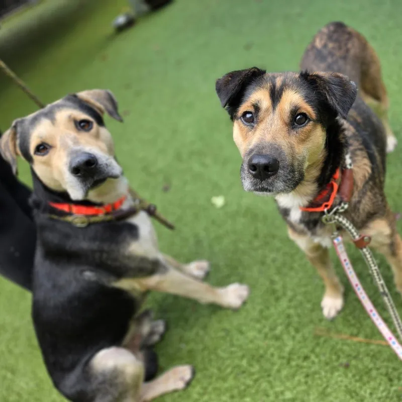 An adult medium-sized male Black Shepherd dog named Aries for adoption in Greensboro, NC