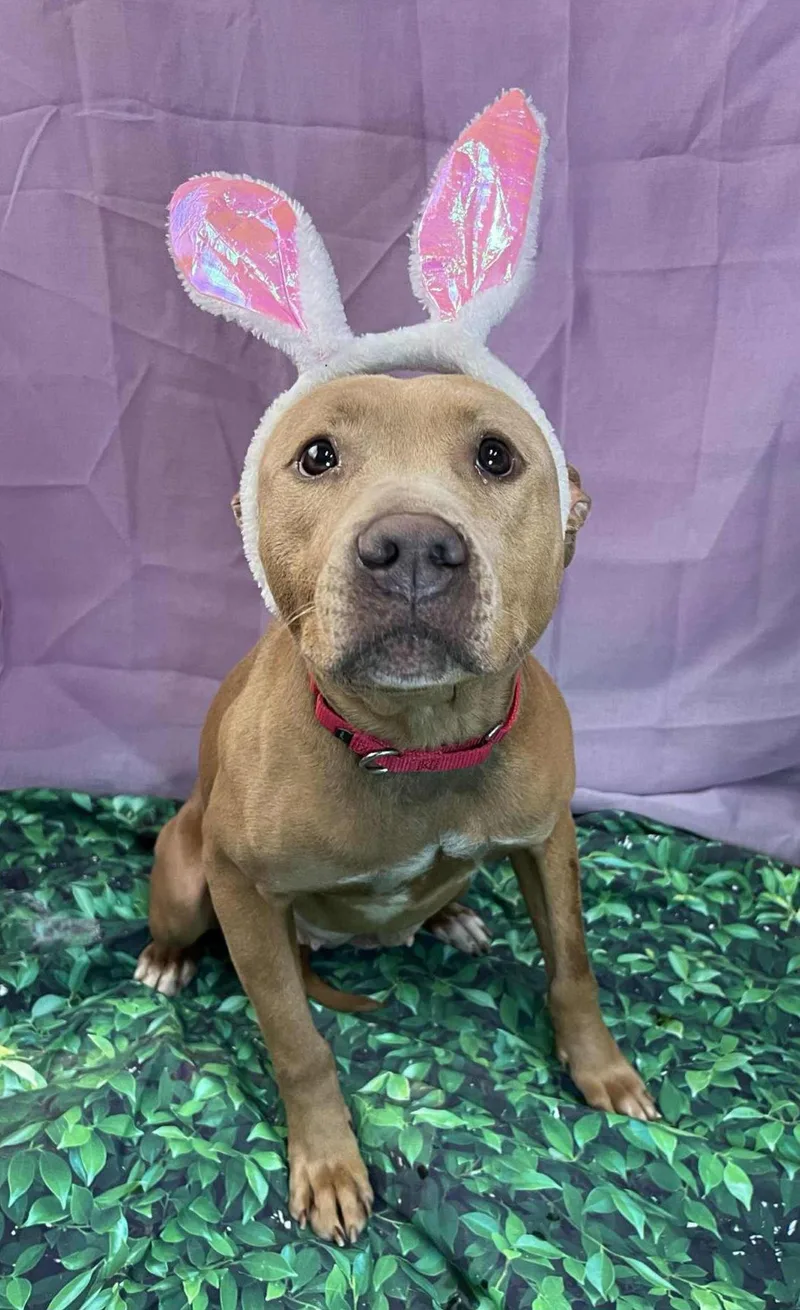 An adult large-sized female Pit Bull Terrier dog named Barbie for adoption in Clarkesville, GA
