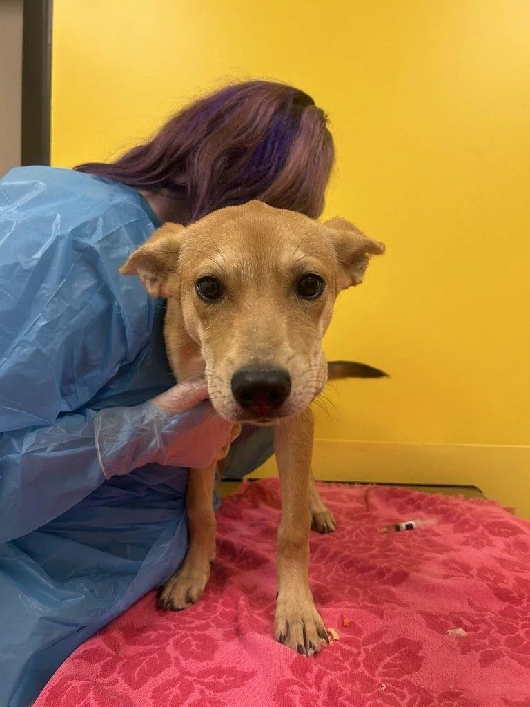 A baby small-sized female Yellow / Tan / Blond / Fawn Mixed Breed dog named Stellar for adoption in Raleigh, NC