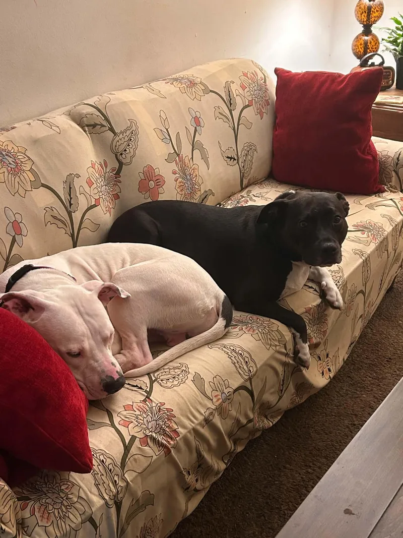 A young large-sized male White / Cream Pit Bull Terrier dog named Tick for adoption in Levittown, NY