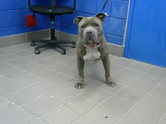An adult medium-sized male Pit Bull Terrier dog named Hoover for adoption in Albuquerque, NM