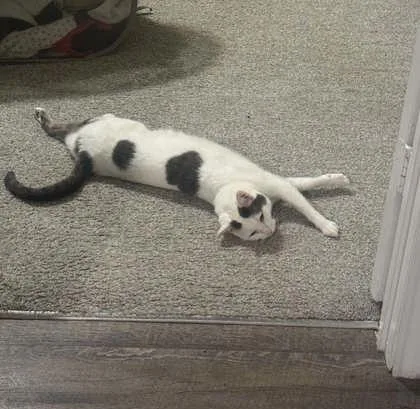A senior medium-sized female Domestic Short Hair cat named Cher for adoption in Memphis, TN