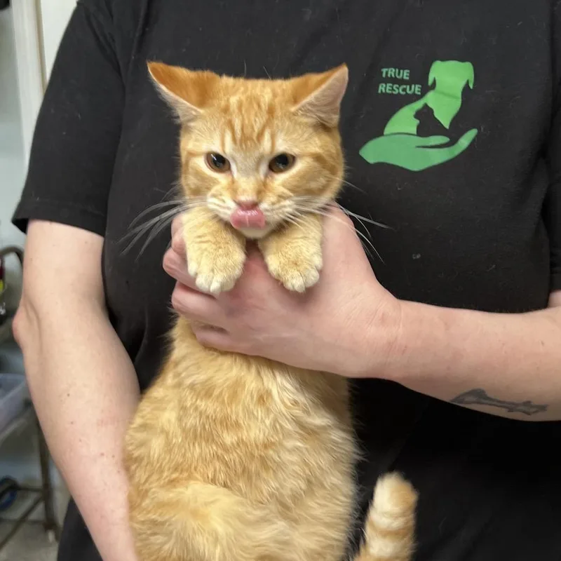 A baby medium-sized male Orange / Red Domestic Short Hair cat named Romeo for adoption in Mount Juliet, TN