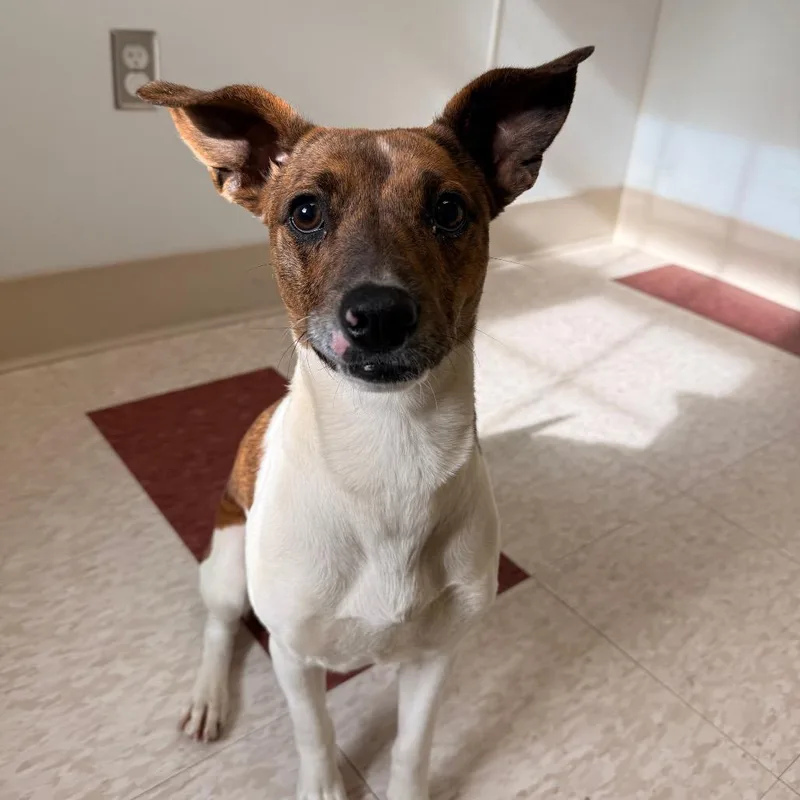 A young small-sized female White / Cream Mixed Breed dog named Hibiscus for adoption in Hendersonville, NC