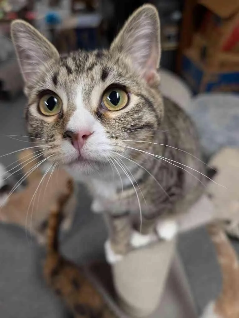 A baby medium-sized female Tabby (Brown / Chocolate) Domestic Short Hair cat named Chocolate Chip for adoption in Wooster, OH