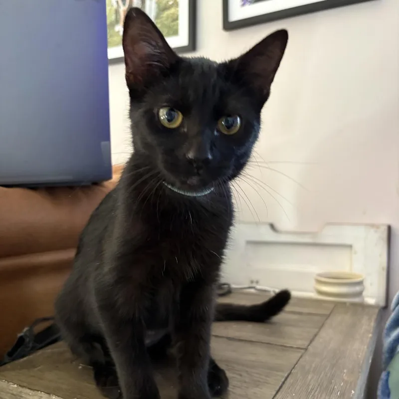 A baby medium-sized female Domestic Short Hair cat named Gelato for adoption in Normal, IL