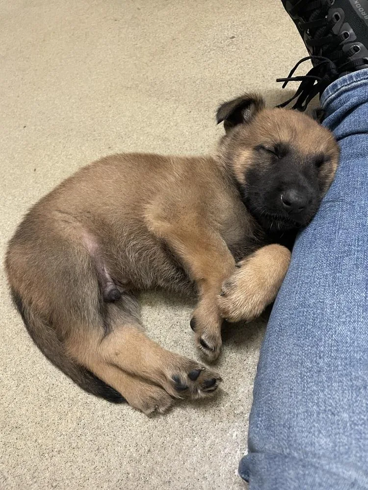 A baby small-sized male Belgian Shepherd / Malinois dog named Geo Pups Slate  for adoption in Imlay City, MI