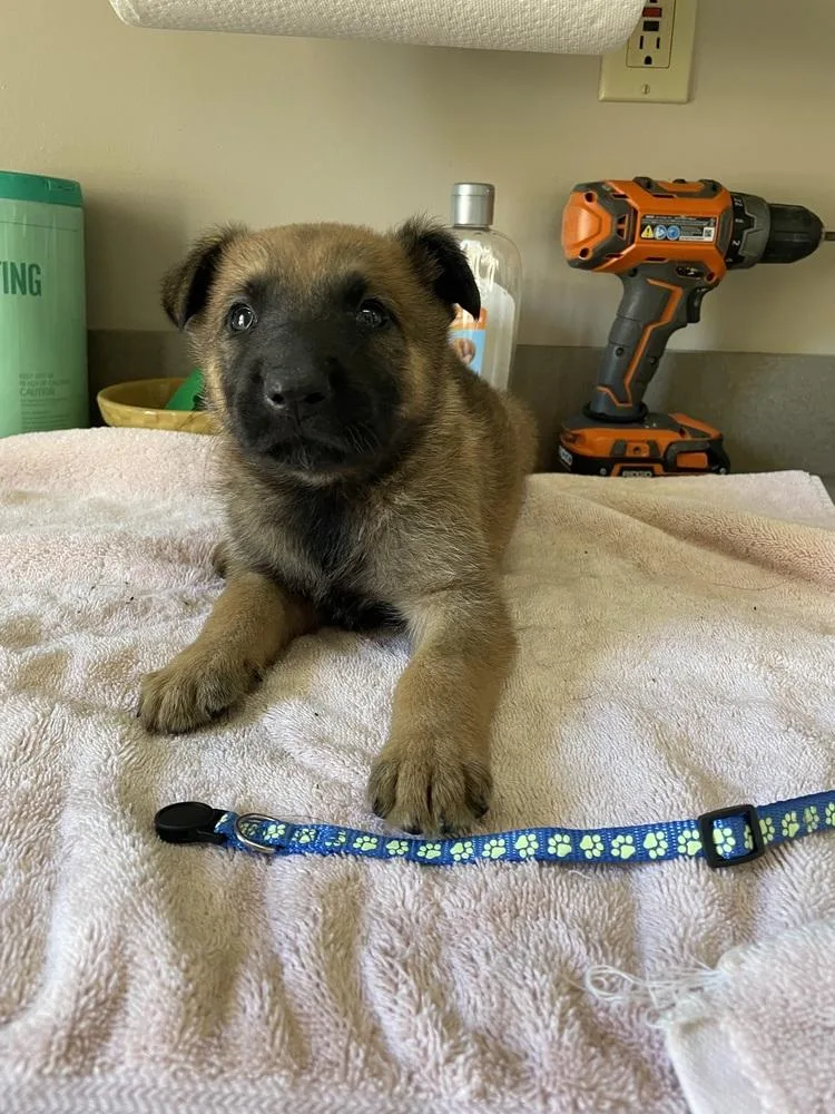 Geo Pups Slate  thumbnail 2