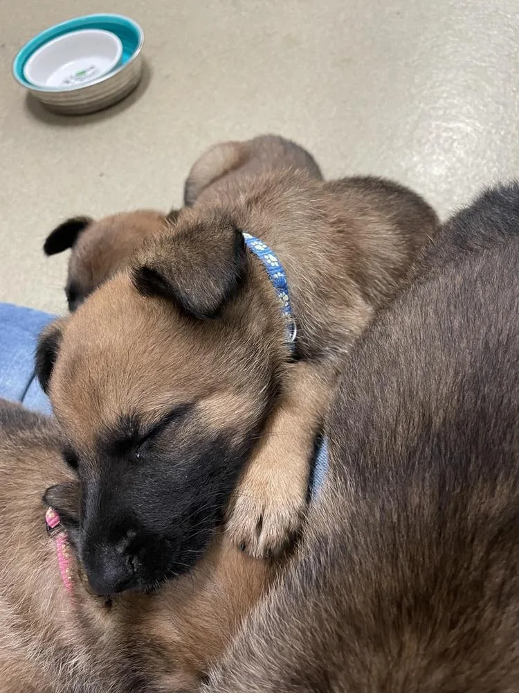 Geo Pups Slate  thumbnail 3