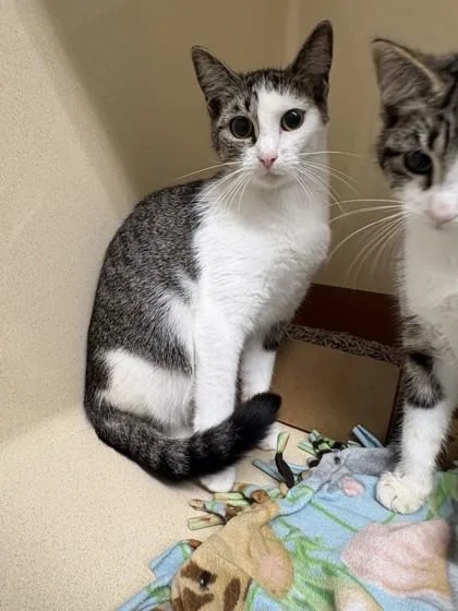 An adult medium-sized female Domestic Short Hair cat named Splash for adoption in Pequot Lakes, MN