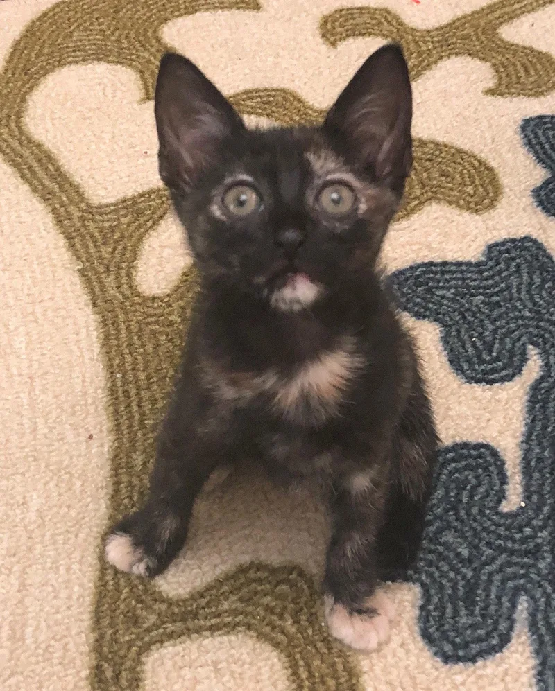 A senior small-sized female Domestic Short Hair cat named Gizmo for adoption in Oviedo, FL