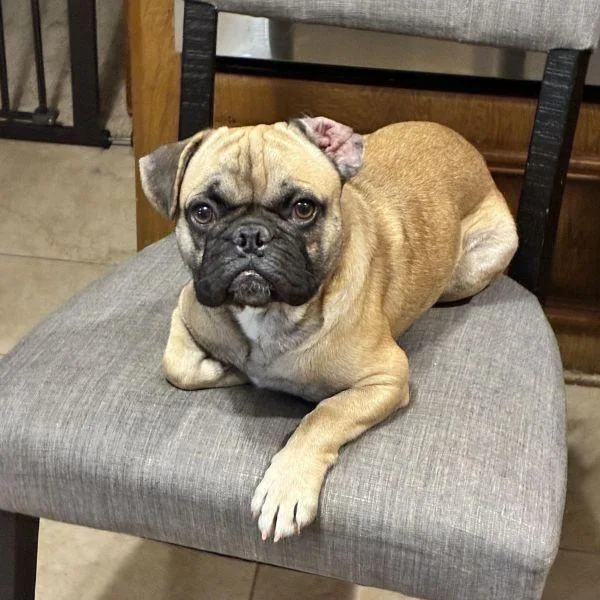 A young small-sized male Yellow / Tan / Blond / Fawn Pug dog named Asher for adoption in Alvin, TX