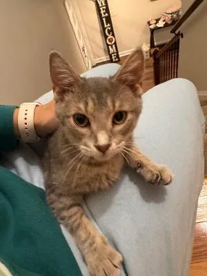 A baby medium-sized male Tabby (Gray / Blue / Silver) Domestic Short Hair cat named Long John Silver for adoption in Mokena, IL