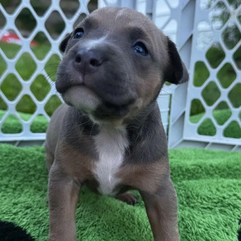 A baby medium-sized female Gray / Blue / Silver Pit Bull Terrier dog named Marsha for adoption in Griswold, CT